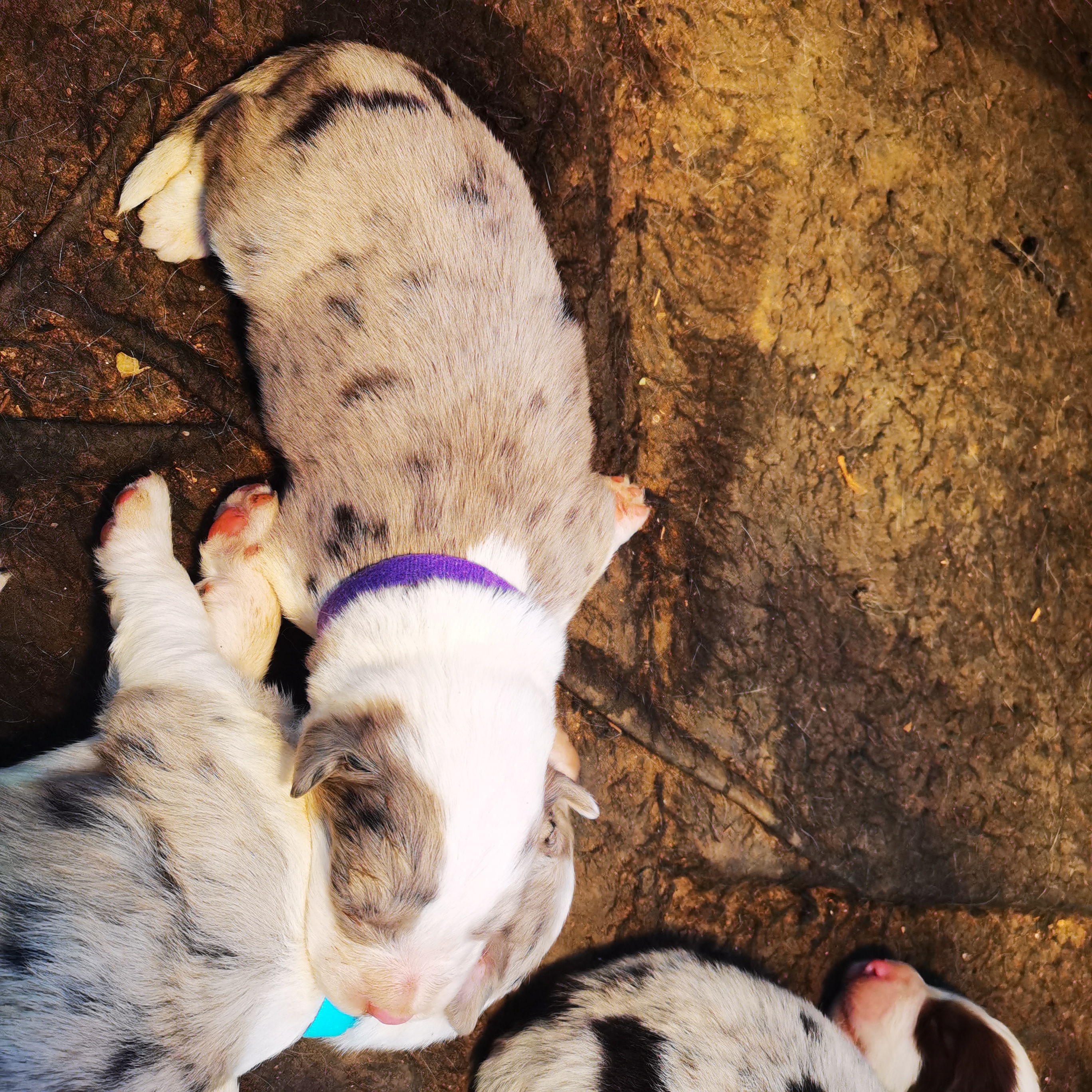 现在预定直降300，有4公有3母，老大老五老七是母，黑白特价1300